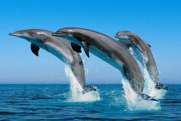 dolphin tour