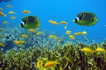 Mnemba Atoll Trip