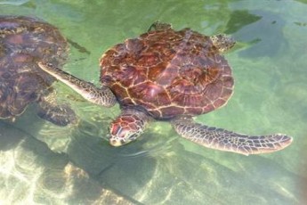 sea turtles zanzibar